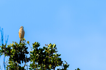 木にとまるモズ