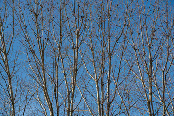 Flock of black starlings perched in the tops of poplar trees in autumn. Sturnus unicolor.