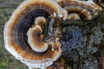 Coriolus, Polyporus versicolor fungus on the cut trunk of a fruit tree. Trametes versicolor. - obrazy, fototapety, plakaty