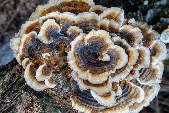 Trametes versicolor. Concentric group of multicolored tinder mushrooms or turkey tails.