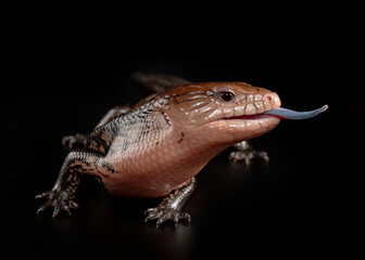 Bue-tongued skink, blue-tongued lizard upclose