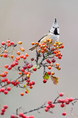On the top of the hawthorn, fine art portrait of crested tit in the autumn season (Lophophanes cristatus) © Manuel