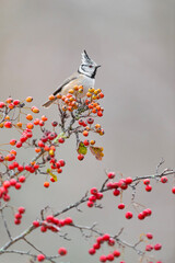 On the top of the hawthorn in the autumn season, fine art portrait of crested tit (Lophophanes cristatus) - 689592155