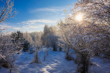 Beautiful frozen trees in the forest during winter in Poland - obrazy, fototapety, plakaty