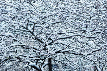 Background of snow-covered tree branches.