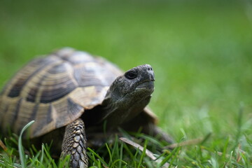 Schildkröte fotografiert in Sveti Naum, Ohrid, Mazedonien (Свети Наум, Shën Naum) 