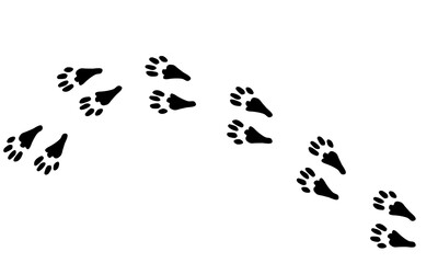 Bunny track paw print, black on white , graphic design doodle style, minimalistic , domestic pet kitty cute animal for different design uses , card , book , banner ,tattoo , fabric or other design	 - obrazy, fototapety, plakaty
