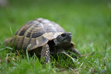 Schildkröte fotografiert in Sveti Naum, Ohrid, Mazedonien (Свети Наум, Shën Naum) 