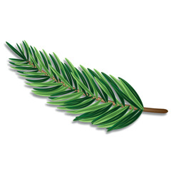 detailed tilted spruce branch