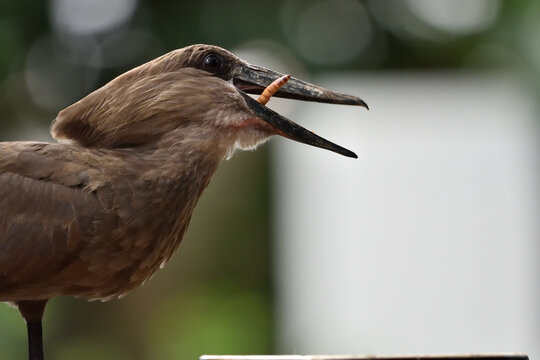 ombrette africaine pendant son repas