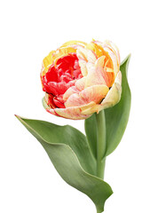 A large flower of a large red tulip. Isolated on a white background