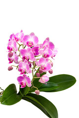 Fototapeta na wymiar Beautiful flowering orchid. Isolated. Phalaenopsis