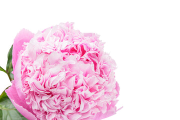 The flower of a large peony. Isolated