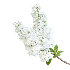 Lilac branch close-up. Isolated