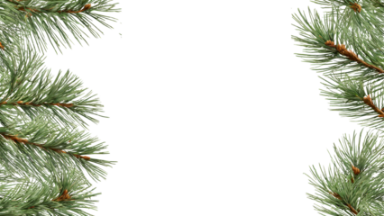 Spruce pine branches isolated on transparent background. Christmas tree twig clipar clip art. Green branch isolated png
