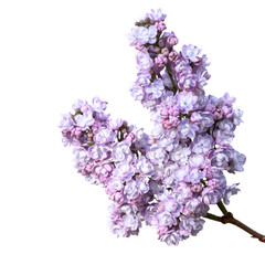 Lilac branch close-up. Isolated