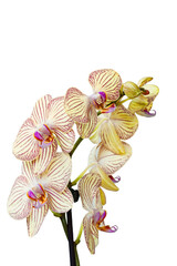 Orchid branch. Isolated. Phalaenopsis