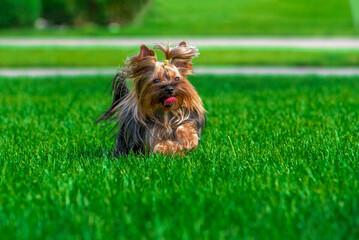 Yorkshire terrier dog running across a green mown lawn on a clear sunny day