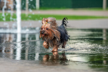 heat wet yorkshire terrier bathes in a pedestrian fountain