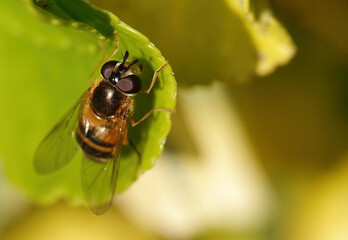 A closeup of a hover fly in a garden. 
