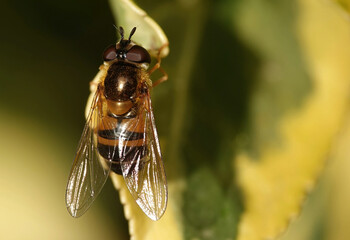 A closeup of a hoverfly in a garden. 