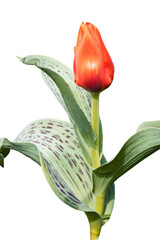 Red large tulip bud. Close-up. Isolated