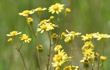 young yellow flowers, Jacobaea vulgaris