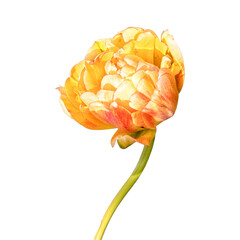 Крупный цветок махрового тюльпана крупный планом. Изолировано