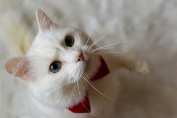 A white Turkish Angora cat with different eyes in a red bow tie. Sitting a white cat with blue and...