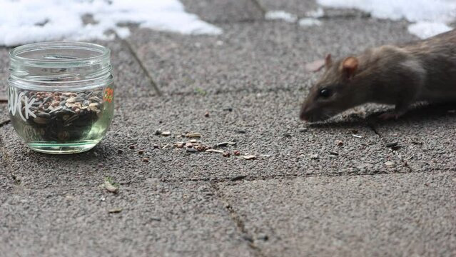Ratte kommt zum fressen von Vogelfutter, dass auf dem Boden liegt und für Bodenfressende Vögel gedacht ist