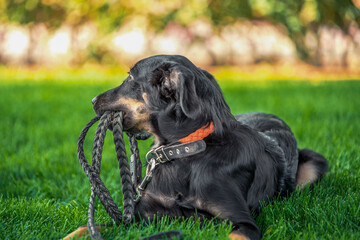 mongrel puppy gnaws a leather leash on a walk in the park