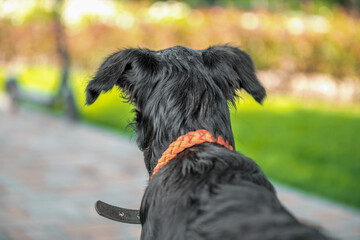 black mongrel puppy looks at the electric scooter