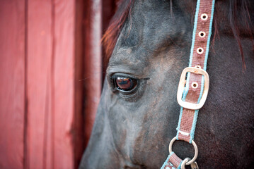 horse head and eyes close  up