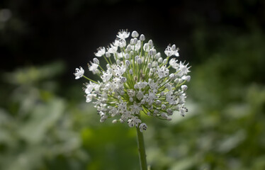 White flower in the garden