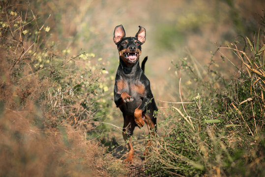 happy dog miniature pinscher breed jumping in the grass on a sunny day