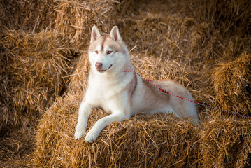 dog in the hay siberian husky on bundles of straw