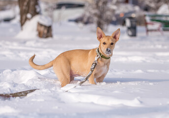 mongrel fawn puppy in the snow in winter