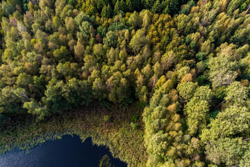 Aerial view of the autumn forest from a high altitude