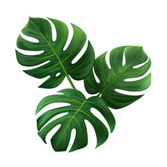 Monstera leaves leaves with Isolate Leaves on transparent background PNG file