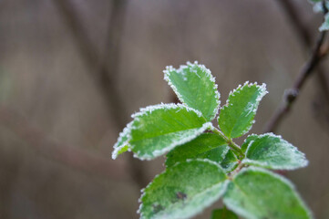 Crisp frost delicately outlines the edges of lush green leaves against a soft background, capturing the delicate touch of winter's first frost in a serene depiction of nature's winter poetry.