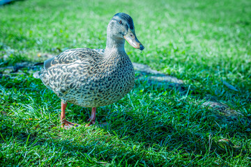 duck in the grass
