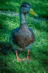 duck in the grass