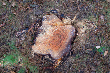 Tree stump in a forest setting, showcasing the natural cycle of life and decay, with fresh saw marks embedded in a bed of pine needles and leaves. Rings narrate years passed.