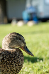 duck in the grass