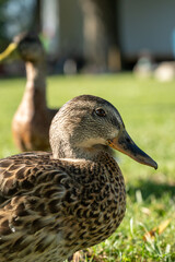 duck in the grass