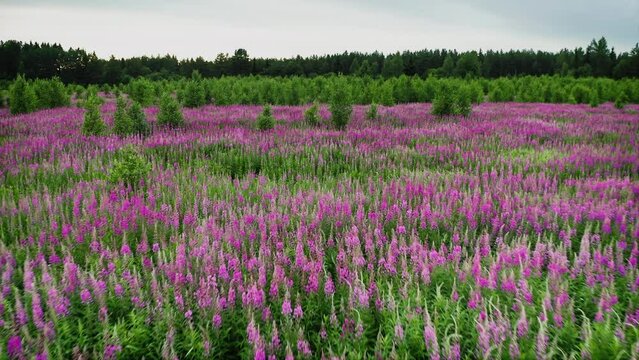 A large field of flowering willow tea tree. There are many pink and purple fuchsia colored plants in the frame. Bright field, boundless blooming. Aerial Drone Shot.