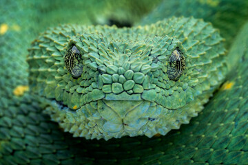 The closeup head of West African Bush Viper or West African Leaf Viper (Atheris clorechis). It is a...