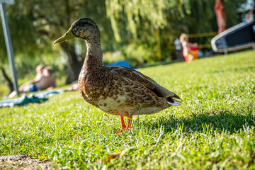 duck in the grass