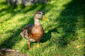 Naklejka na ściany i meble duck in the grass
