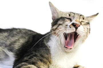 a cat yawning, isolated on a white background